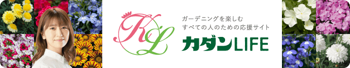 カダンLIFE